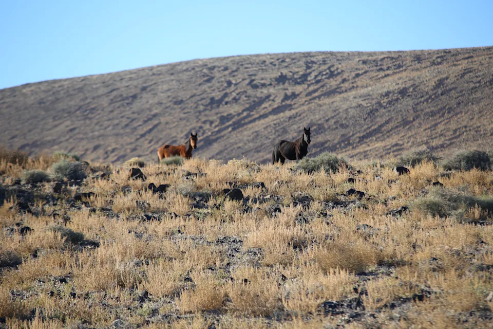 Wild horses spot the camera in the sagebrush between Reno and Carson City. I found some wild horses in the desert, and I freaked out. I've always wanted to photograph horses in the wild! They wandered on the horizon, then stopped to check me out before heading out.