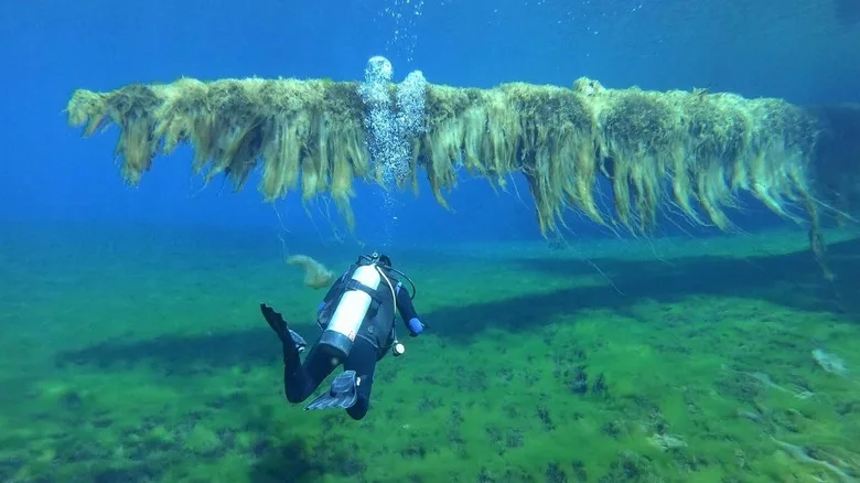 Scuba diver by underwater tree in Oregon's Clear Lake