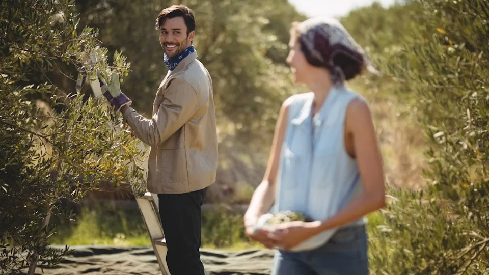 Happy young couple looking at each other while collecting olives at farm
