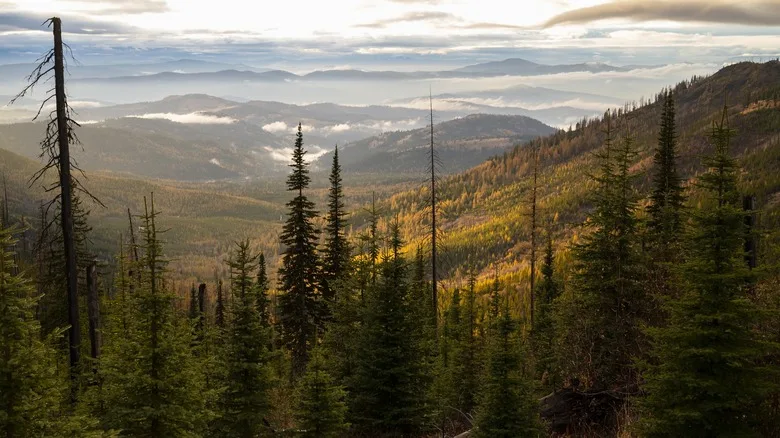 Coleville National Forest in fall