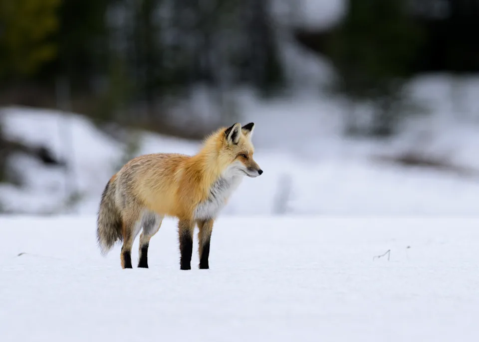 A wild red fox (Vulpes vulpes) stands alert in a snowy winter landscape in Yellowstone National Park. Captured in its natural habitat, the fox is framed by soft, blurred forest tones that highlight its vibrant coat and watchful posture. A clean, minimalist scene showcasing North American wildlife, winter behavior, and the beauty of Yellowstone’s ecosystem.