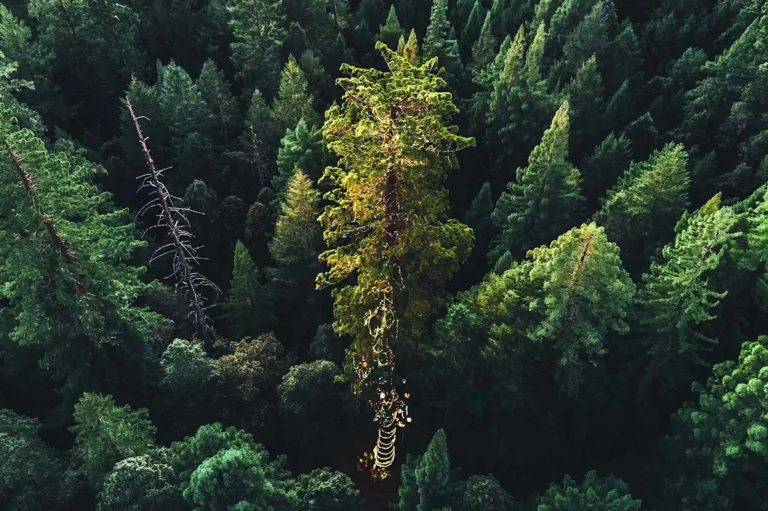 The World’s Tallest Christmas Tree Is in a U.S. Forest—and the Only Way to See It Is On a Festive Train Ride