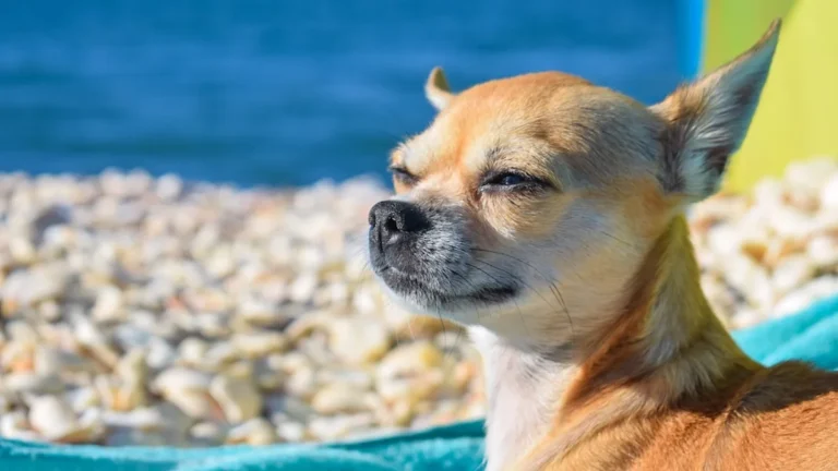 Chihuahua’s Pure Excitement Over First Royal Caribbean Cruise With Mom Is Downright Precious