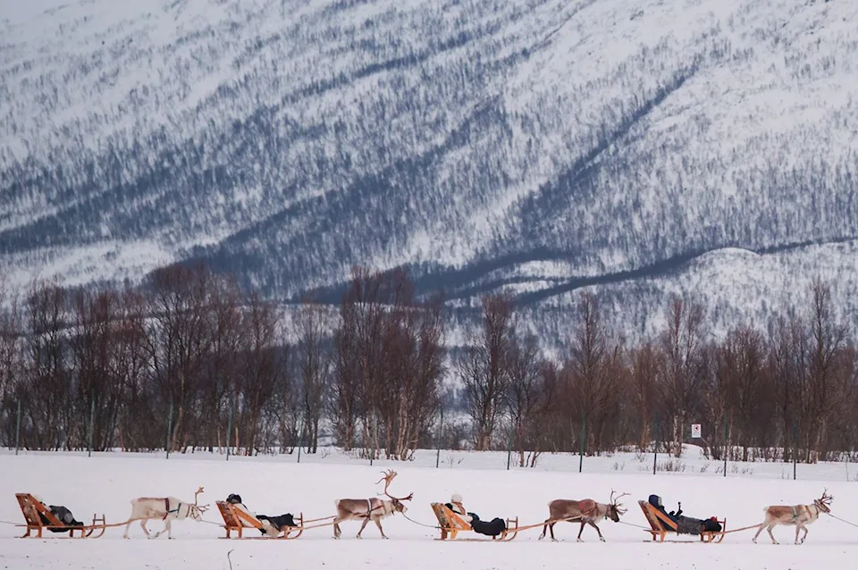 Beata Zawrzel/Getty Images Reindeer sledding at Tromsø Arctic Reindeer.