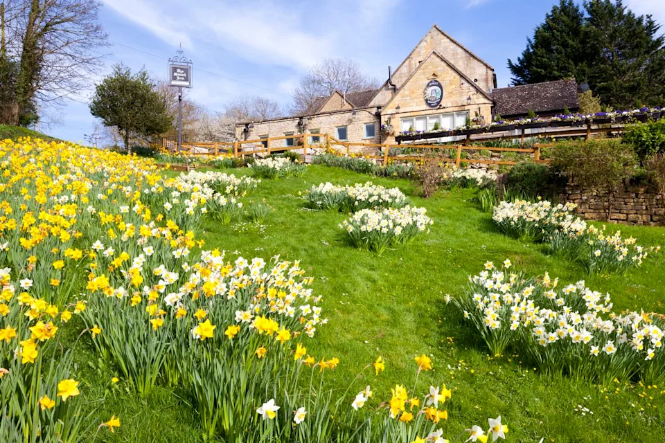 Stephen Dorey/Getty Images Spring daffodils in bloom at The Mount Inn.