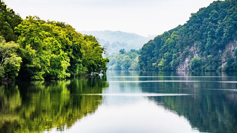 Scenic view of a river leading into Kentucky Lake, with trees on either side