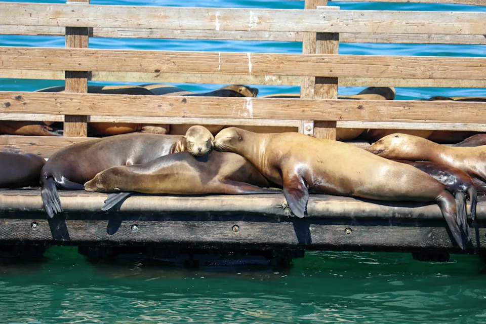 The California Sea Lion is a coastal eared seal native to western North America. It is one of six species of sea lions. Its natural habitat ranges from southeast Alaska to central Mexico, including the Gulf of California. California sea lions are sexually dimorphic; males are larger than females and have a thicker neck and a protruding sagittal crest. They mainly haul out on sandy or rocky beaches, but they also frequent manmade environments such as marinas and wharves. California sea lions feed on a number of species of fish and squid and are preyed on by orcas and great white sharks.