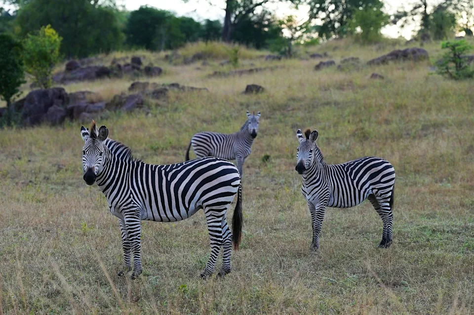 Alisha Prakash/Travel + Leisure A small herd—or dazzle—of zebras.