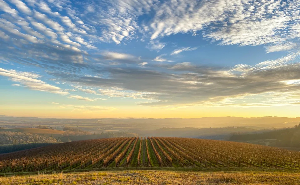 In this Oregon scene, snow-covered Mt Hood sits on the horizon behind rolling hills covered in vineyards.