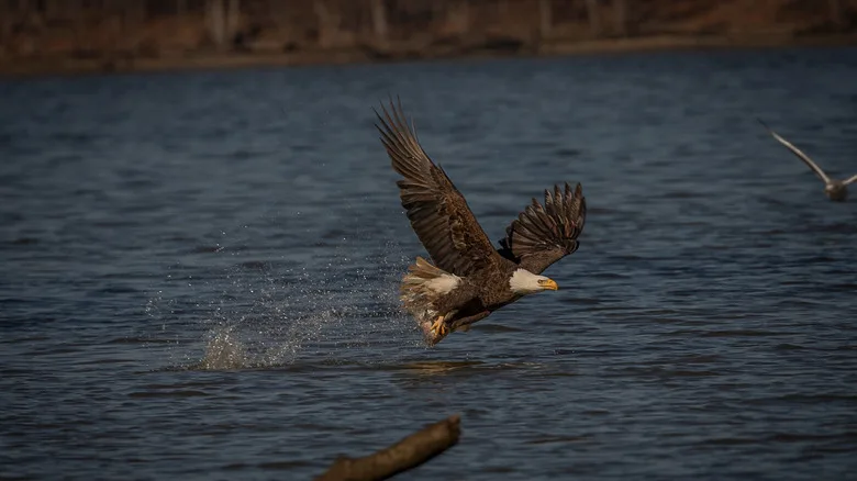 Bald eagles at Pohick Bay on the Potomac River