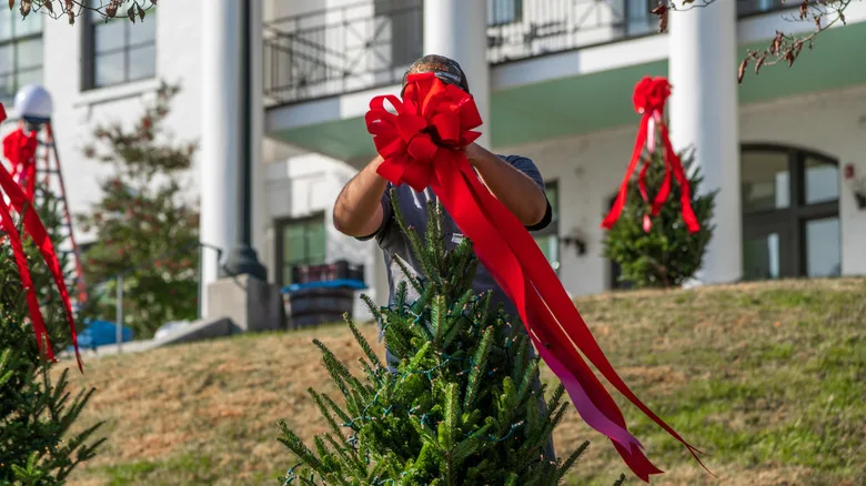 A man attaching a red bow to one of many Christmas trees in front of Jackson County Courthouse, North Carolina