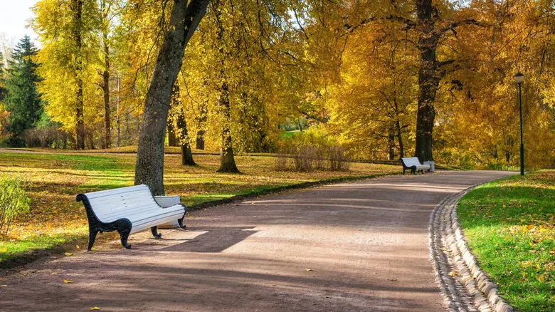 A dirt pathway through fall foliage in the park