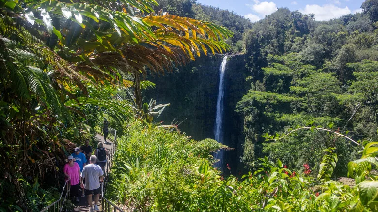 People walking to Akaka Falls past palm trees and fronds in Hawaii