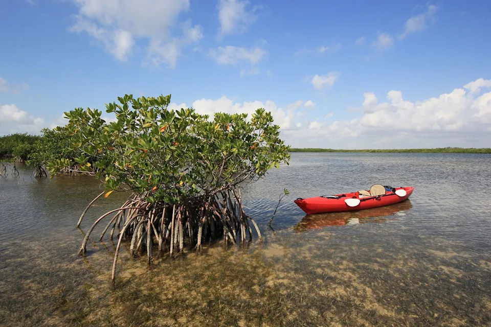 Francisco Blanco / Getty Images A red kayak near a mangrove in Biscayne National Park.