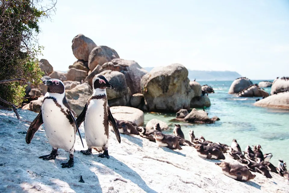 Christopher Larson/Travel + Leisure Penguins at Boulders Beach.