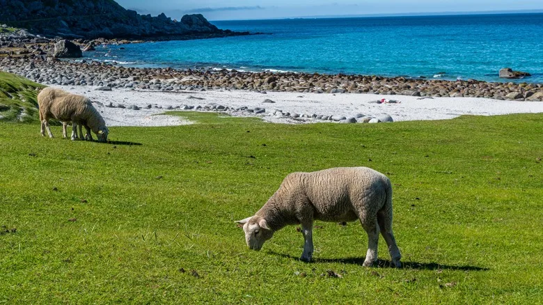 two bears at the beautiful Haukland Beach