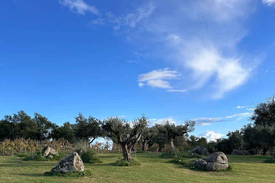 Barrocals in front of olive trees and vineyards.