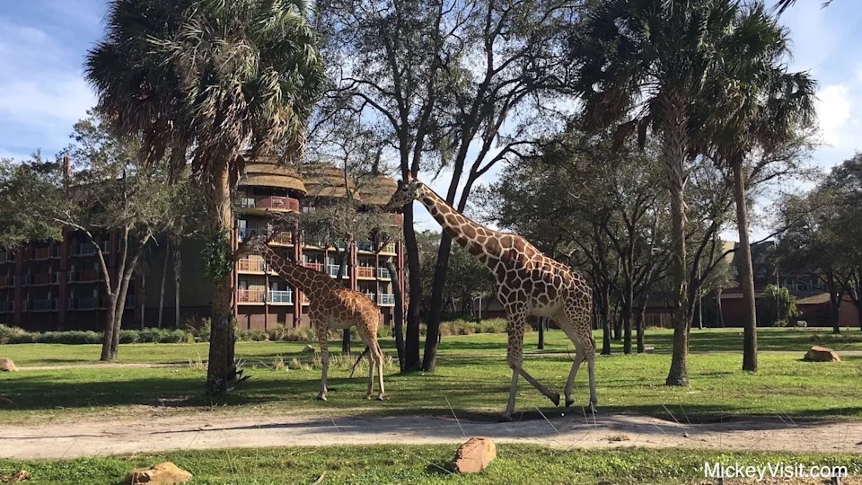 Animal Kingdom Lodge