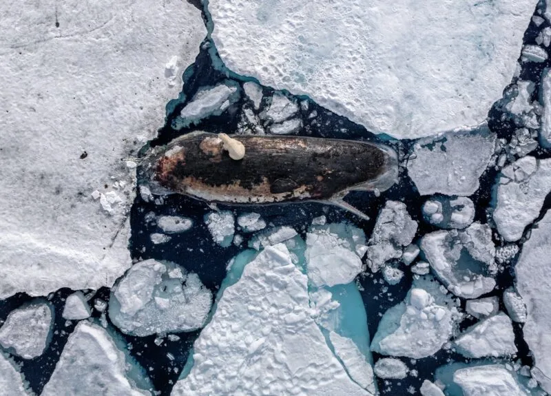 Dinner on Ice. A photo taken of a lone polar bear sitting atop a dead sperm whale that is trapped in the ice.