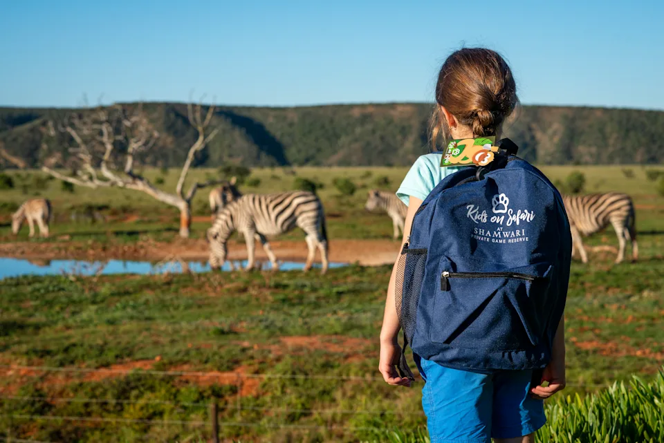 Little girl observing a group of zebras during a family safari at Shamwari Private Game Reserve in South Africa.