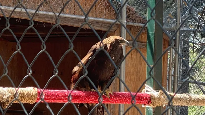 A bird of prey sits on a post behind a fence at Wildhaven Ranch Wildlife Sanctuary