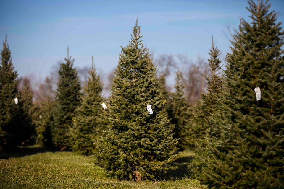 Find the perfect tree at Gubser Tree Farm.