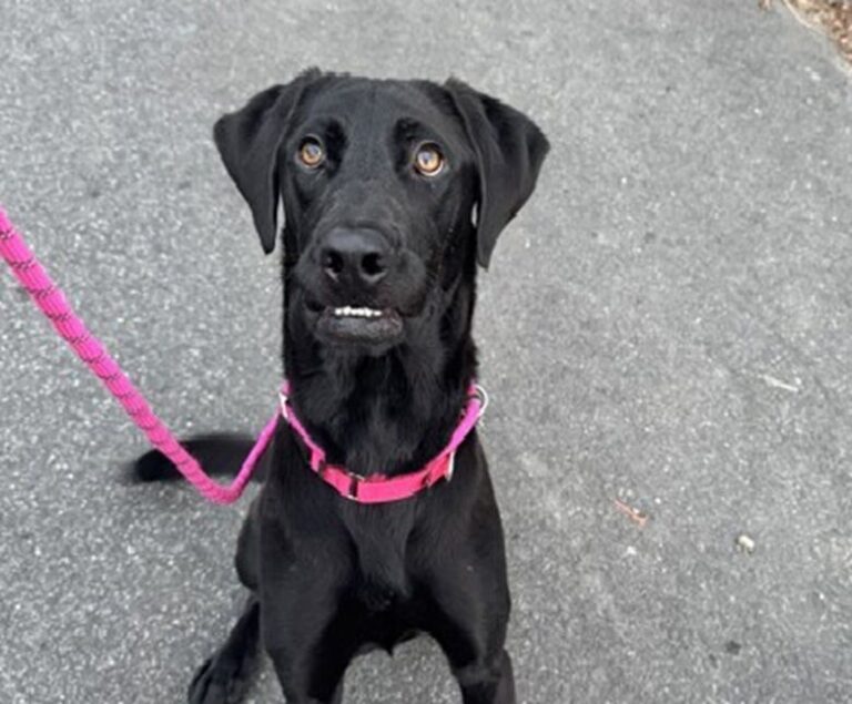 Meet Chuck, a gem of a black Lab who adores being around humans
