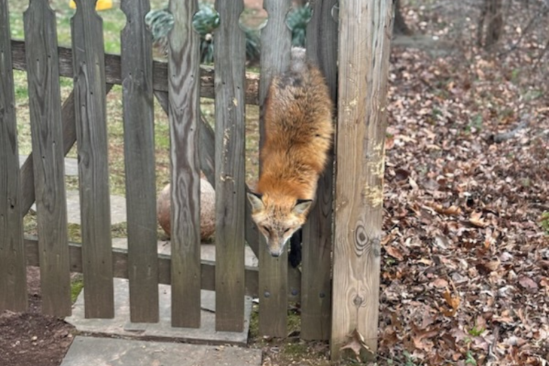 Fox stuck in a fence