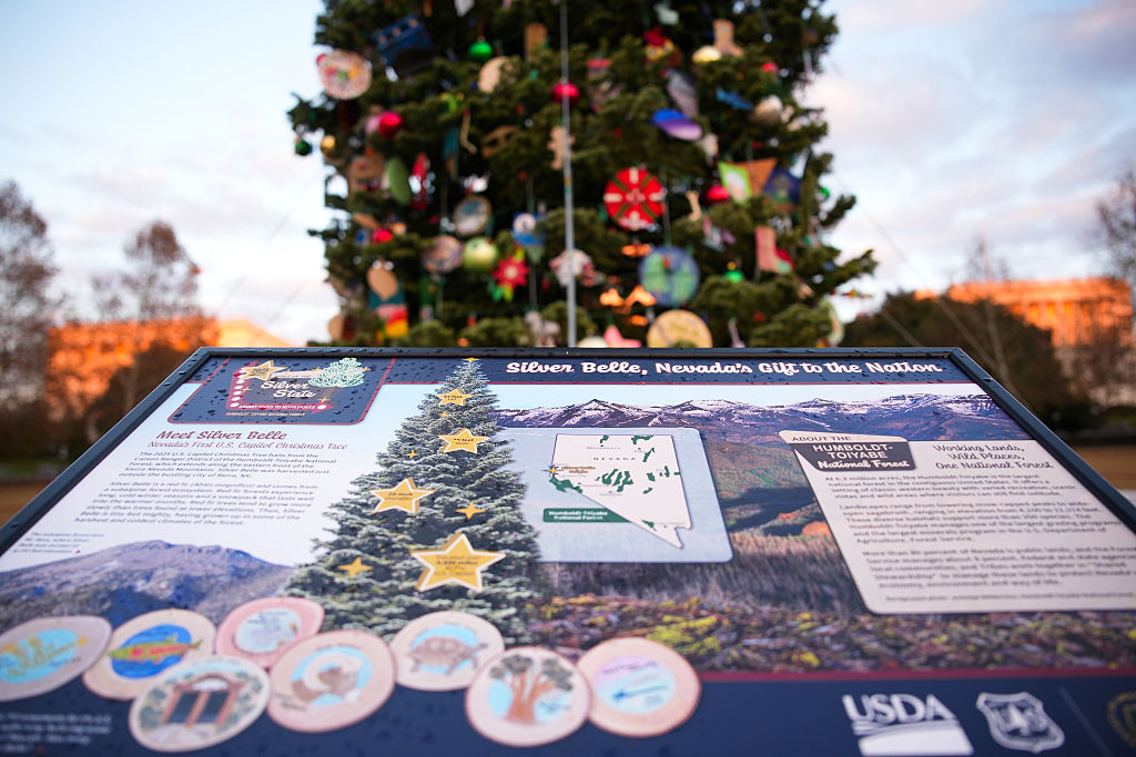 WASHINGTON, DC - DECEMBER 02: The U.S. Capitol Christmas Tree stands prior to the Christmas Tree lighting ceremony at the West Front of the U.S. Capitol on December 02, 2025 in Washington, DC. This year’s tree, a 53-foot red fir from the Humboldt-Toiyabe National Forest, marks the first U.S. Capitol Christmas Tree from the state of Nevada. (Photo by Andrew Harnik/Getty Images)