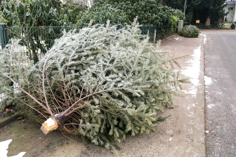 Where can you dispose of your Christmas tree or holiday decorations in the DC area?
