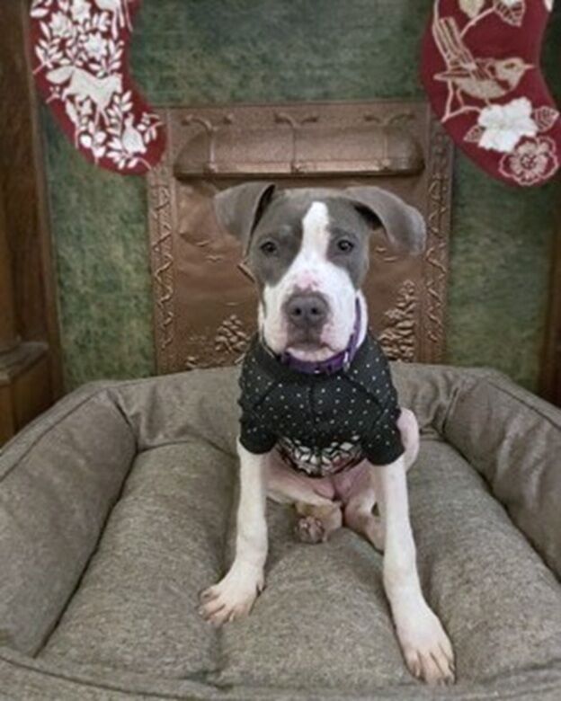 Meet Grizzy, a cuddly Pittie mix puppy who’s seen some hard times