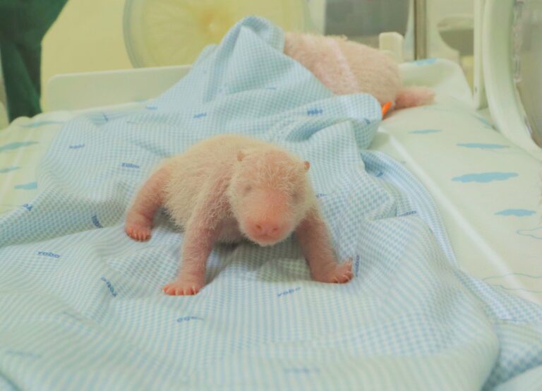Java island zoo releases photos of the first panda cub born in Indonesia