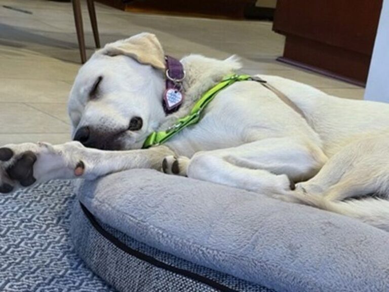 Meet Macho, 10-month-old white Lab mix with a love for life