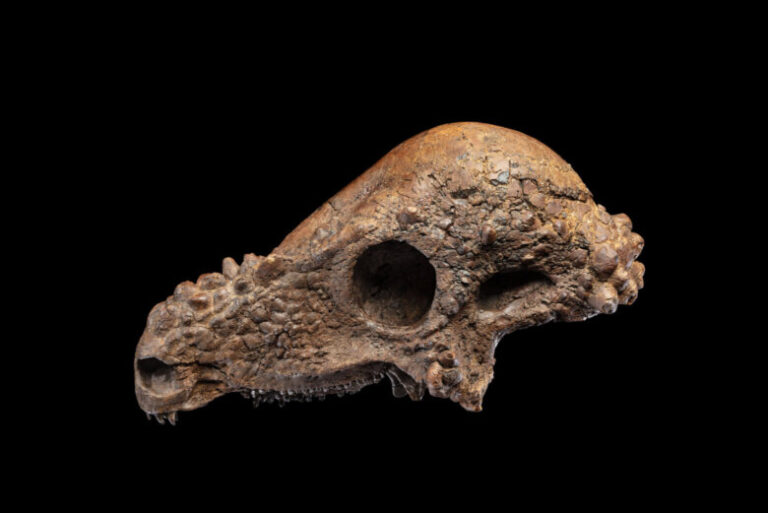 This dinosaur skull is one of just few of its kind — and it’s going on display in DC