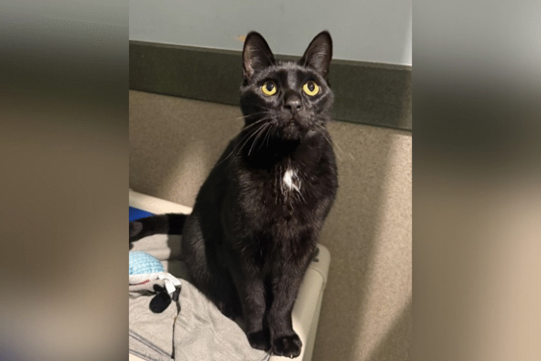 Meet Panther, a large black cat with a fun-loving personality