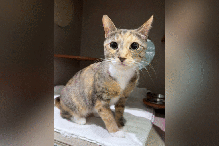 Meet Violet, a beautiful and gorgeous cat