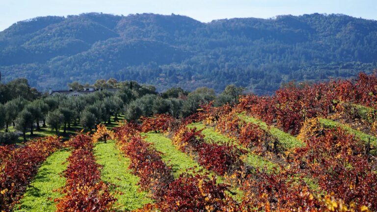 Be Inspired to Celebrate The Magic of The Holidays in California’s Wine Country
