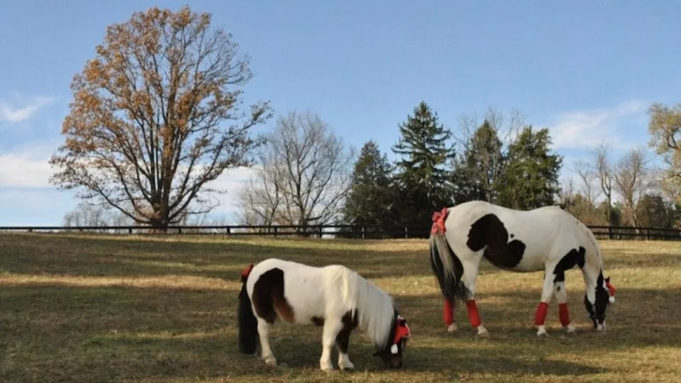Even the horses get into the holiday spirit in Middleburg.