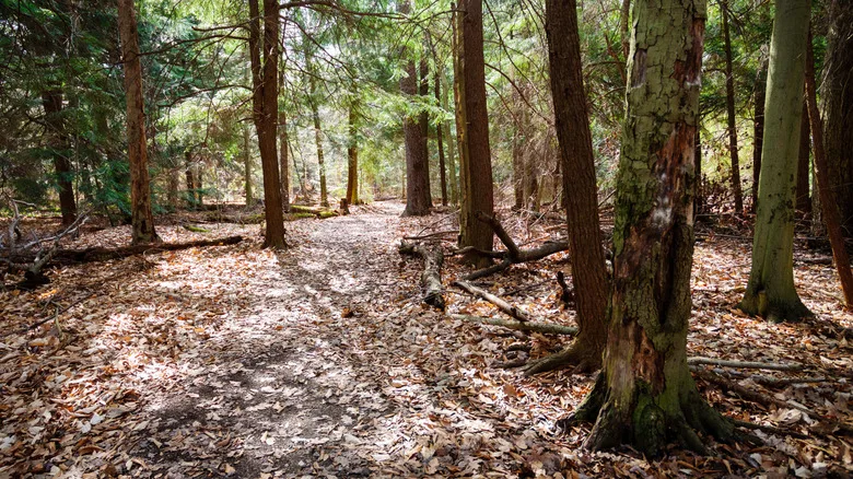 A view of trees in the Allegheny National Forest near Marienville