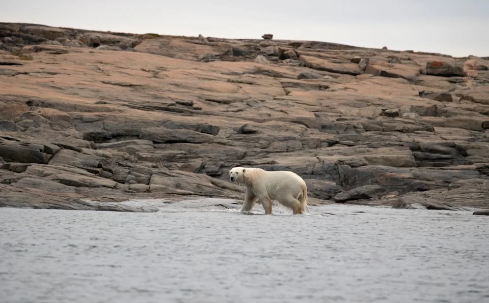 Mighty mammals in the area include the proud polar bear. Caroline Vancoillie