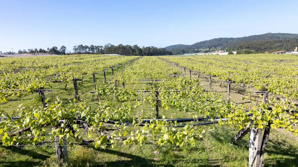 Albariño vineyard plantation in the Rias Baixas