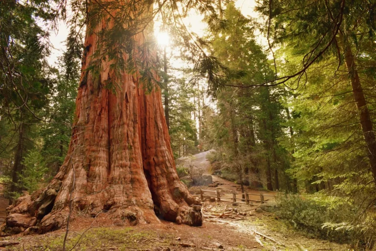 The nation’s Christmas tree is hiding in a national park