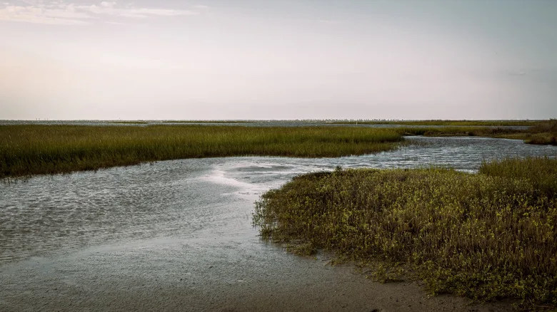 Wetlands and grasslands in Galveston Island State Park