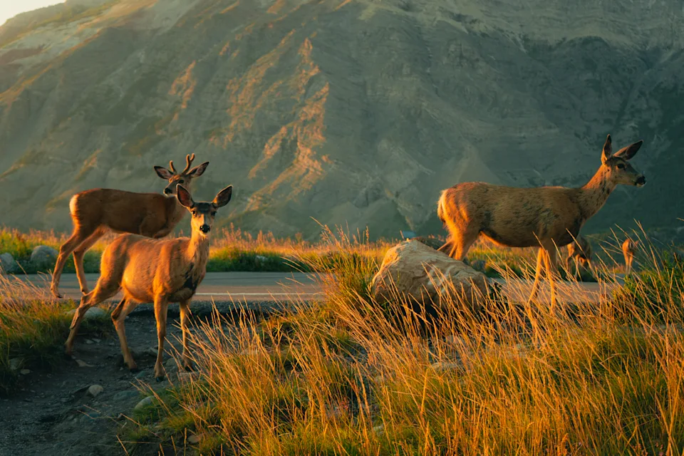 Three deer standing along a road with a mountain in the background. Waterton, AB