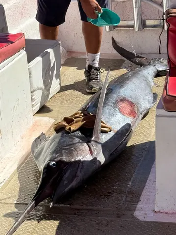 Annabelle Canela Swordfish caught by tourists in sportfishing boat.