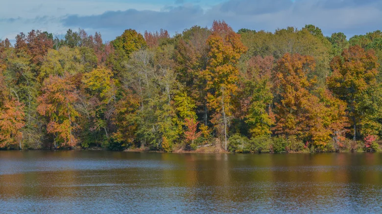 Lake in the fall, in Washington County, Georgia