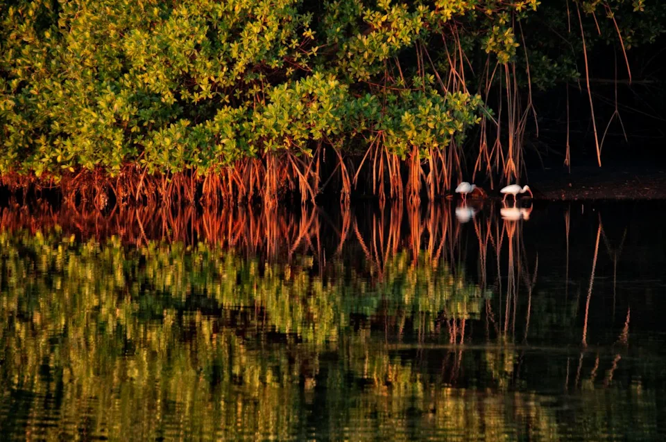 James Keith / Getty Images Two ibises look for food near a mangrove in Biscayne Bay.