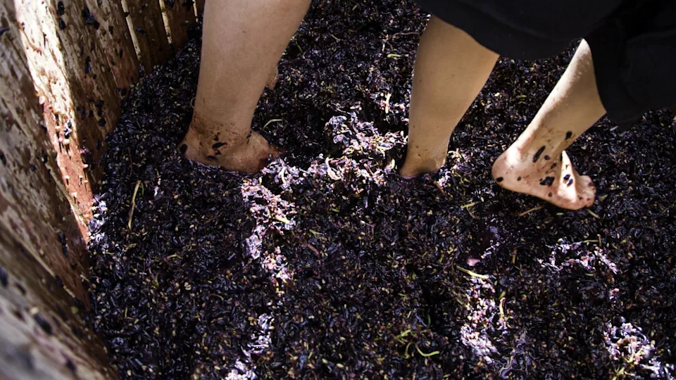 Stepping grape in wine barrel, La Rioja tradition, drink and fruit