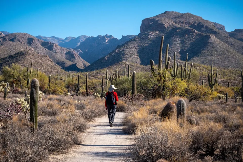 EyeEm Mobile GmbH / Getty Images Hiker among cacti in Saguaro National Park.
