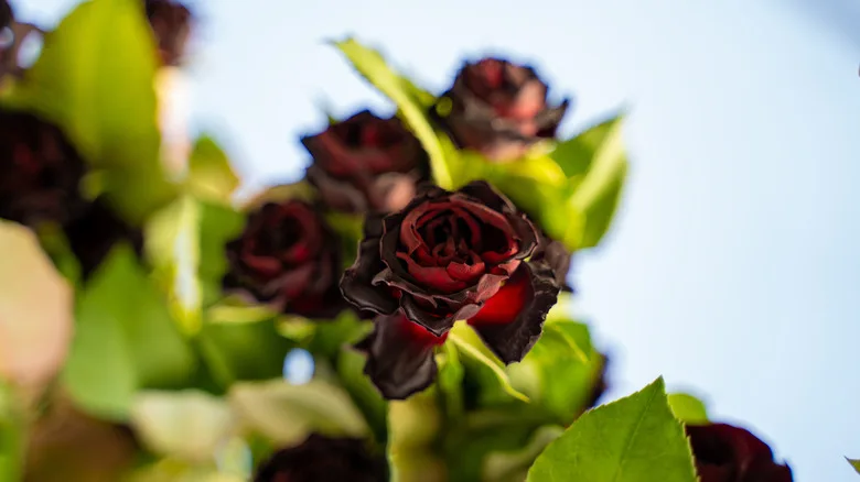 "Black" roses blooming in Halfeti, Turkey
